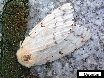 adult female